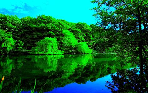 Green Forest 4K Wallpapers - Top Free Green Forest 4K Backgrounds - WallpaperAccess