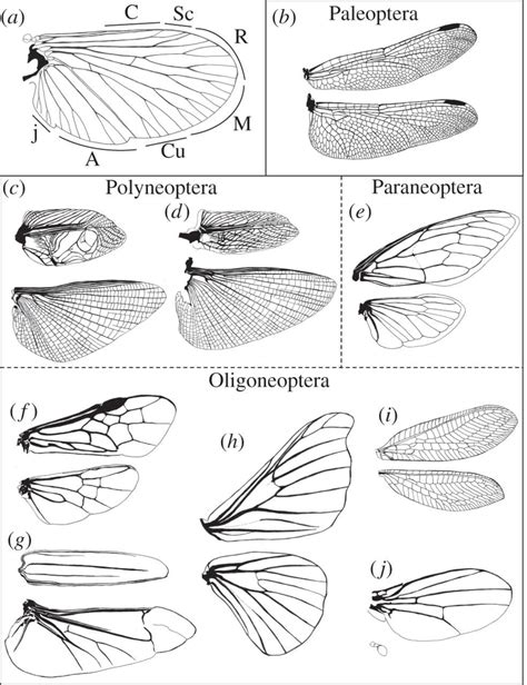 Insect Wings Drawing