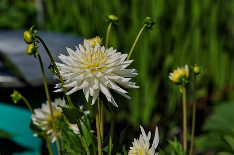 Dahlia White Garden - Free photo on Pixabay - Pixabay