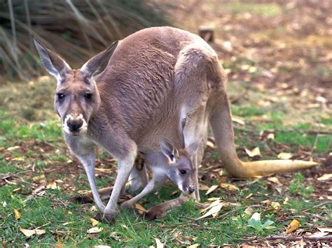 Baby Kangaroo Wallpapers - Top Free Baby Kangaroo Backgrounds - WallpaperAccess