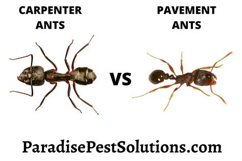 Carpenter Ants vs Pavement Ants