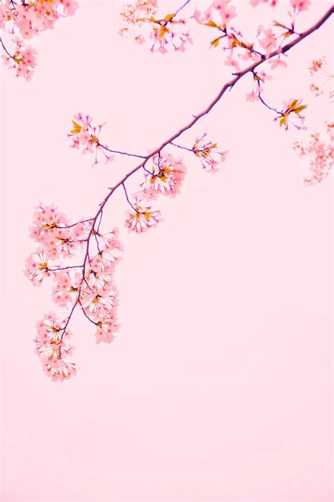 Pink Sakura Wallpapers - Top Free Pink Sakura Backgrounds - WallpaperAccess