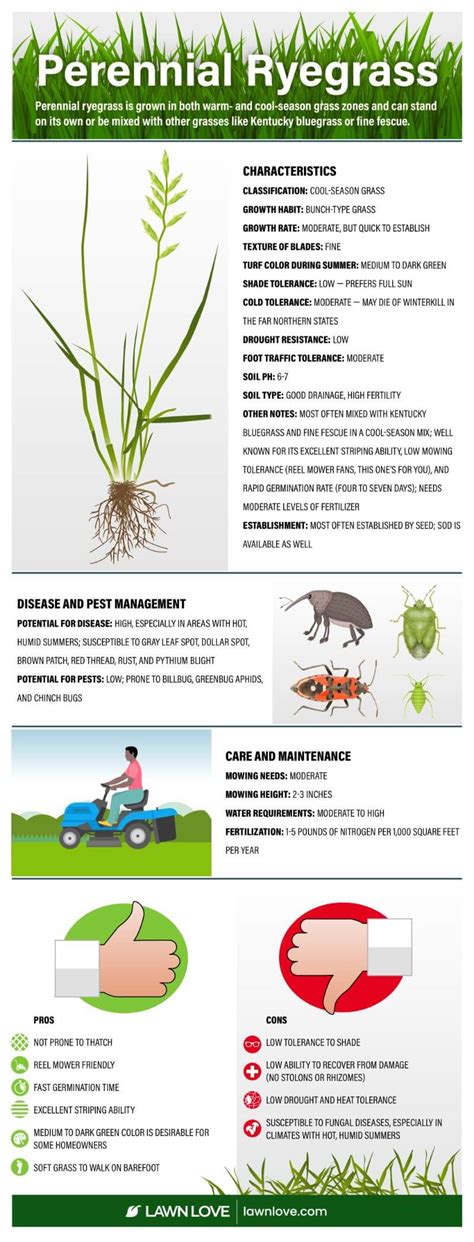 Perennial Ryegrass: How to Grow and Care for It