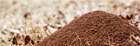 How To Get Rid of Ant Hills Quickly and Easily | DIY Ant Hill Treatment ...