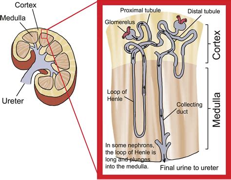 Osmotic diuresis defined & osmotic diuresis causes