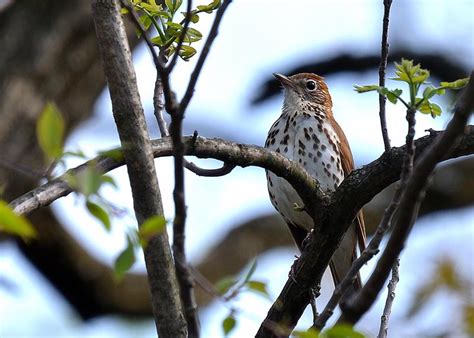 Wood Thrush - Hylocichla mustelina | Wildlife Journal Junior