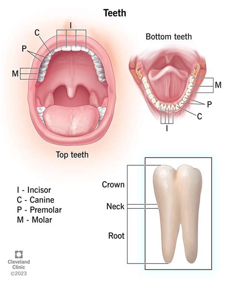 Anatomy Of The Teeth Laminated Wall Chart With Digital Download Code ...