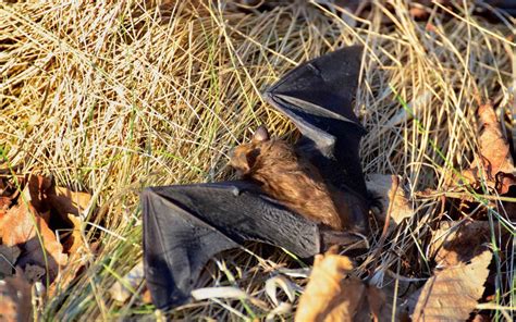 Bat Removal Near Me - OMNIS Pest Control