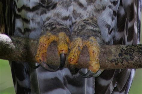 Owl Feet & Talons - The Owl Pages