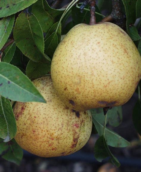 White Doyenne European Pear — Raintree Nursery