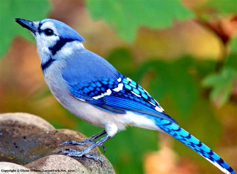 The Blue Jay | Canadian Lovely Bird Basic Facts & Information | Beauty Of Bird