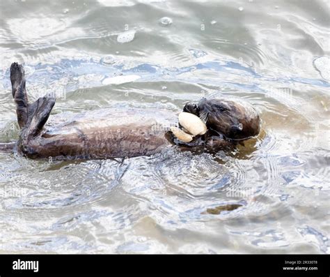 Sea otter eating large clam Stock Photo - Alamy