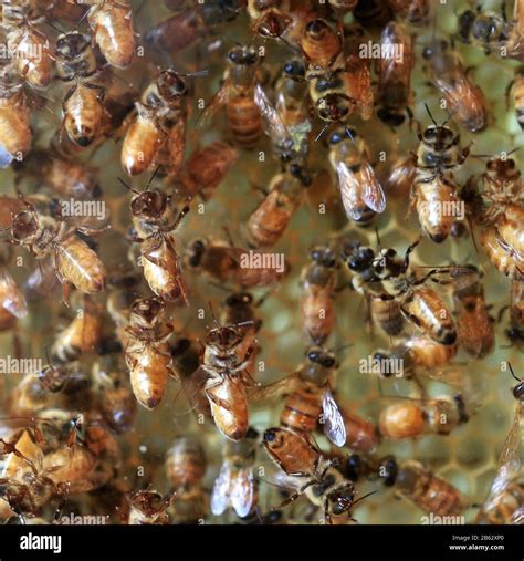 Honey bee hive Stock Photo - Alamy