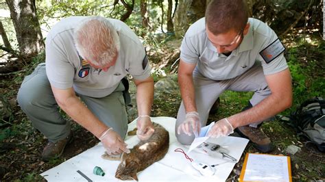 A new species of 'cat fox' may be prowling French island of Corsica - Cat Planet