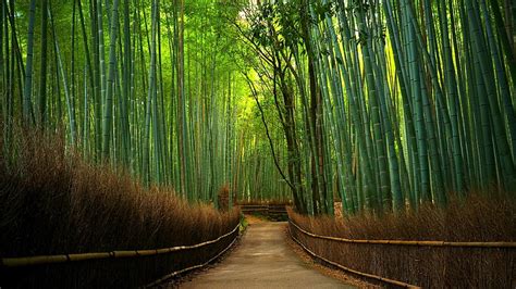 HD wallpaper: bamboo forest, green, hutan bambu, bamboo tree, path ...