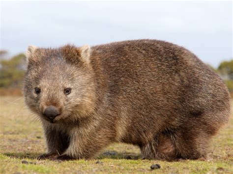 Wombats are a solitary and pudgy nocturnal marsupial. They live in Australia's grasslands and ...