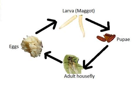 Life Cycle of Housefly | PSM Made Easy