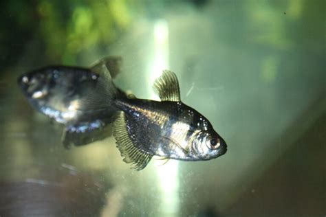 Black Skirt Tetra Profile: Care, Size, Lifespan, Tank Mates, Breeding