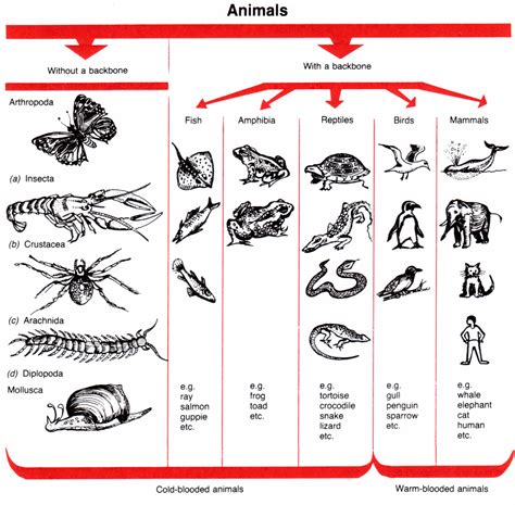 Vertebrates And Invertebrates Grade 1