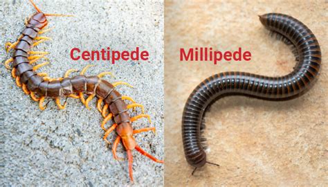 Centipede Bite