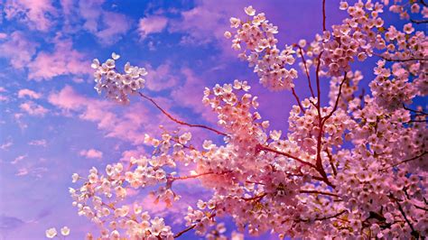 1920x1080 Cherry Blossom Tree 4k 5k Laptop Full HD 1080P ,HD 4k ...