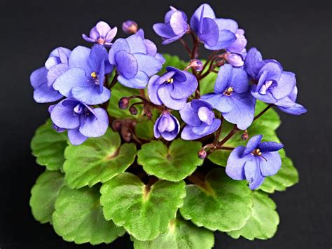 African Violet Varieties | HGTV