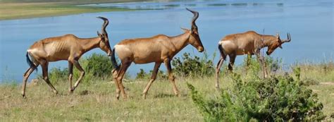 Hartebeest - Worldwide Nature