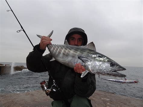 RC fishing: Bonito on lures