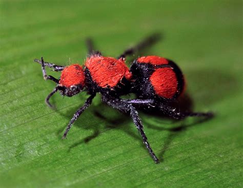 How Bad is the Velvet Ant Sting? - ClearDefense Pest Control