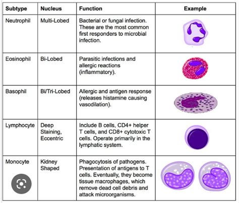 While Blood Cells Info and Lab Testing