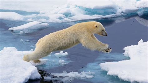 Svalbard Polar Bear Arctic Cruise | Svalbard Polar Bear Tour | GeoEx