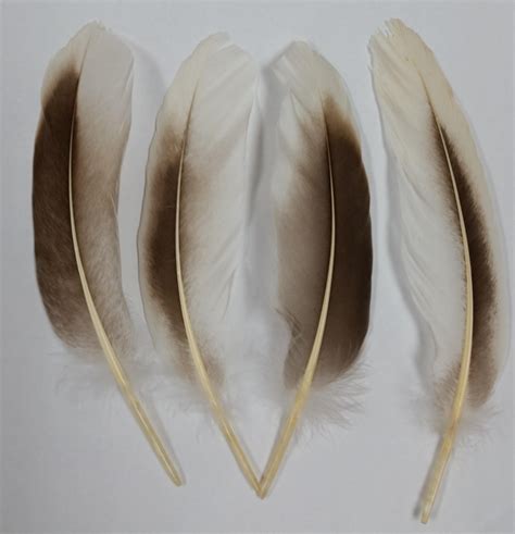 Goose Feathers - Goose Coquille, Tail Feathers, Pointers