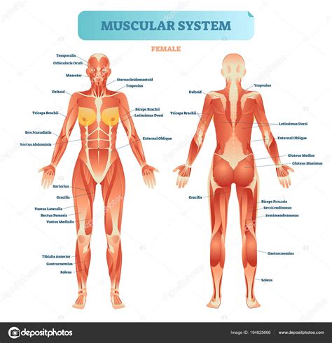 Paine Gillic Do everything with my power Peru body diagram labeled ...