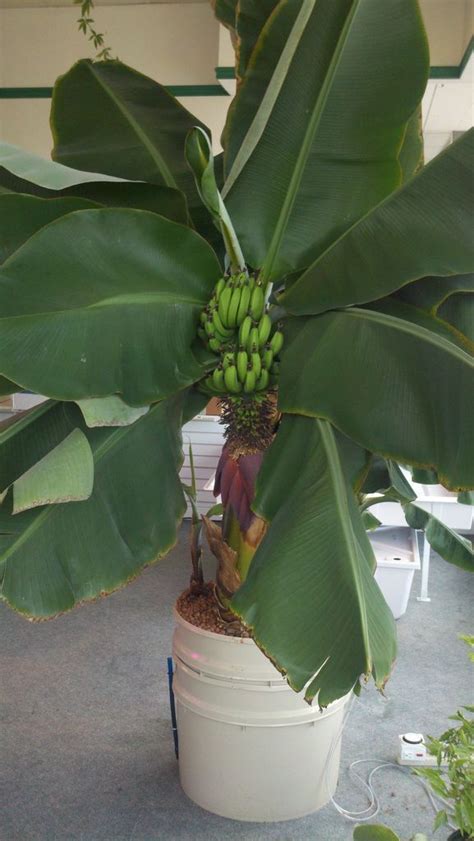 How to get started growing bananas, Planting Bananas in Pots, Growing Bananas in Gardens, Caring ...