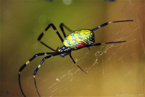 Colorful spider | Found this spider while taking a walk the … | Flickr