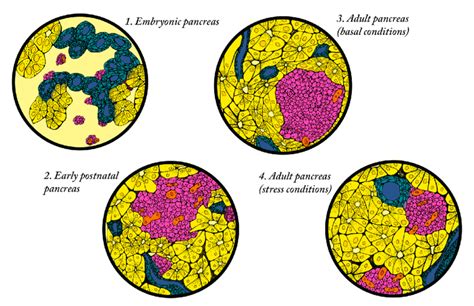 Different mechanisms of endogenous beta cell regeneration exist ...