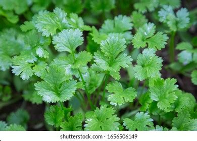 Coriander Leaves Vegetables Garden Health Food Stock Photo (Edit Now ...