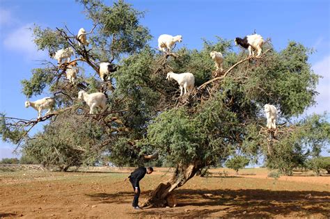 Goats in Argan Tree by Simon Abrams - Photo 62800065 / 500px