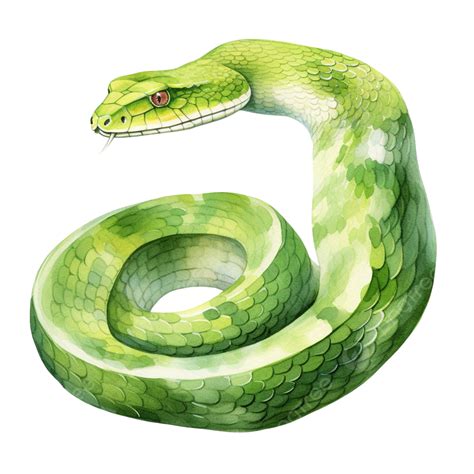 Watercolor Snake Clip Art, Watercolor, Hand Drawn, Clip Art PNG Transparent Image and Clipart ...