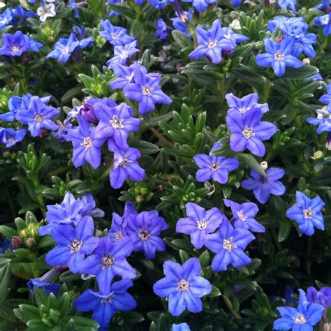 Lithodora diffusa 'Heavenly Blue' (4" Pot) | Little Prince To Go