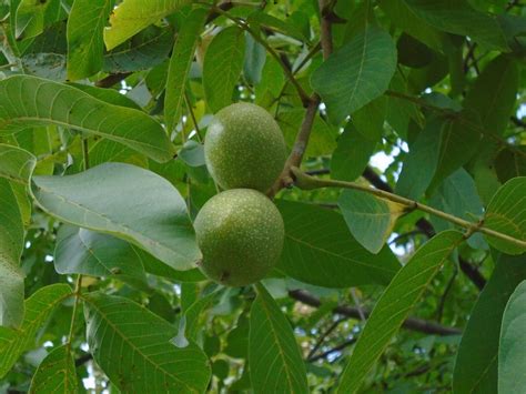 GSP Black Walnut Trees (25 Trees Per Order) | Greenwood Nursery