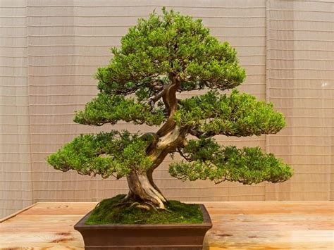 10 Best Bonsai Plants for Your Home According to Bonsai Specialists - Tips Tree Planting