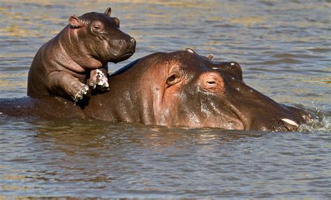 Hippos Kill the Most Humans Per Year in Africa | Hippopotamus, Baby ...