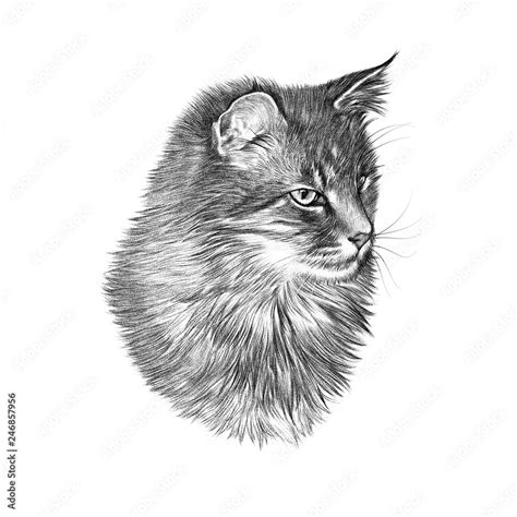 Black and White Drawing of a cute Cat. Cat head isolated on white background. Pencil, ink hand ...