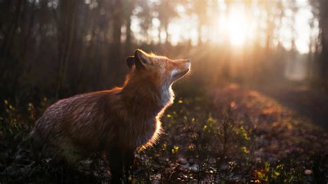 3840x2160 Fox Outdoor 4K ,HD 4k Wallpapers,Images,Backgrounds,Photos ...