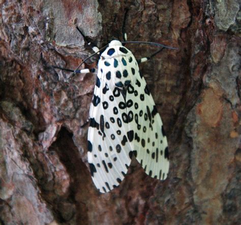 Giant Leopard Moth - Facts and Pictures