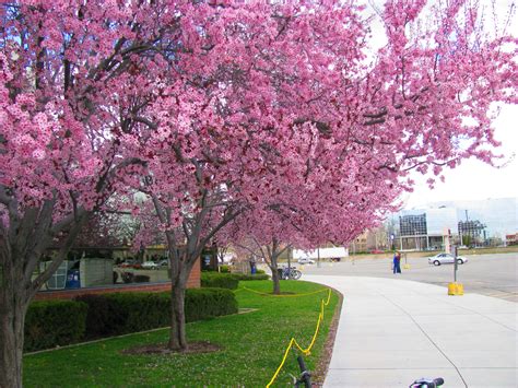 File:Spring Blossom Broncos Stadium.JPG - Wikipedia