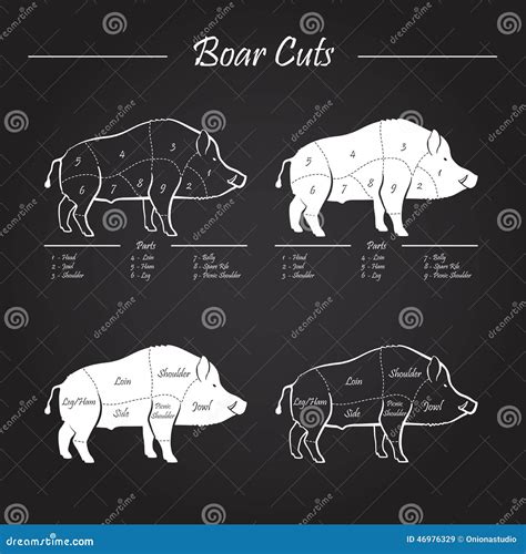 Boar Meat Cut Diagram - Elements Blackboard Stock Vector - Image: 46976329