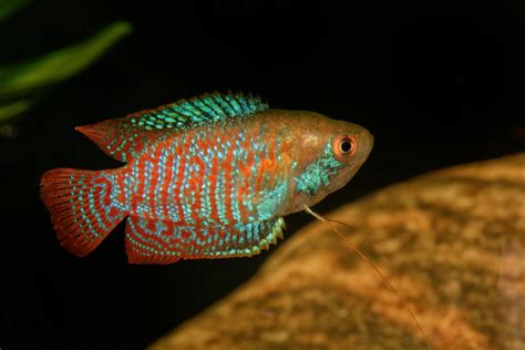 13 Popular & Beautiful Types of Gourami (Species Guide)