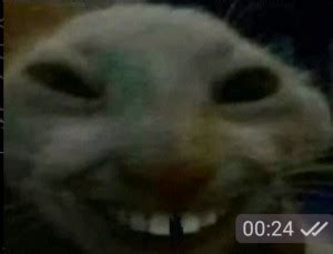 Create meme "cat with teeth, cat smile meme" - Pictures - Meme-arsenal.com